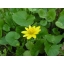 zinna*
