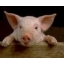 pig_polirol