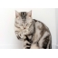 Evil- Catling*